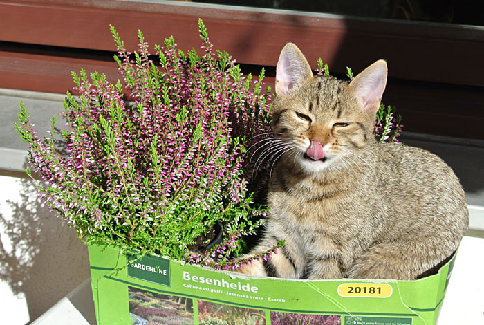 winnies garten