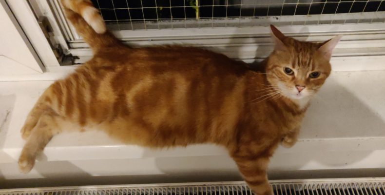 Garfield