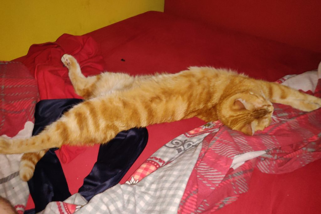 Garfield