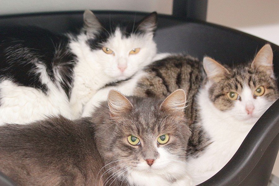 Katzengruppe Katzenfreunde