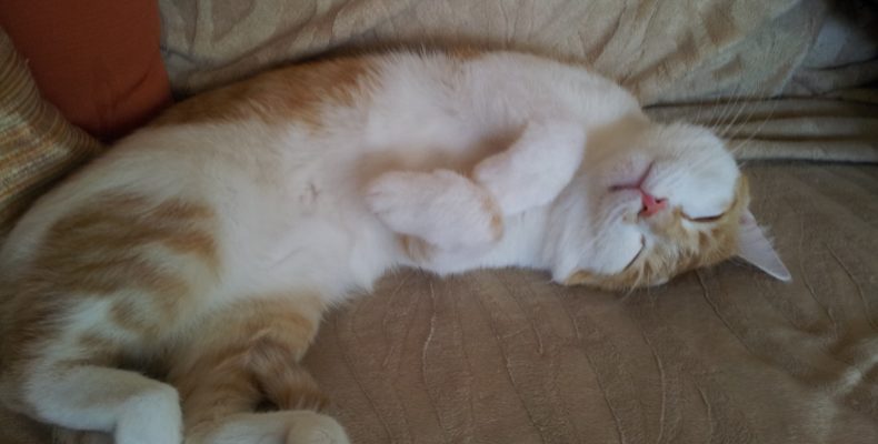 Morris