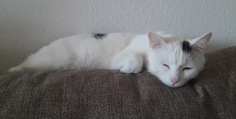 Tobi ehemals Robi