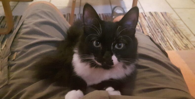 Jimmy