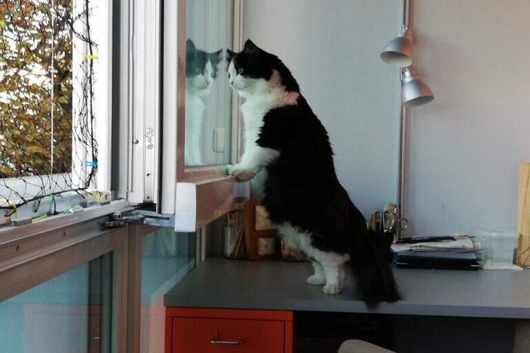 Maxi, ehemals Aris
