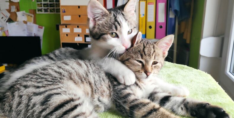 Elvis und Elfe