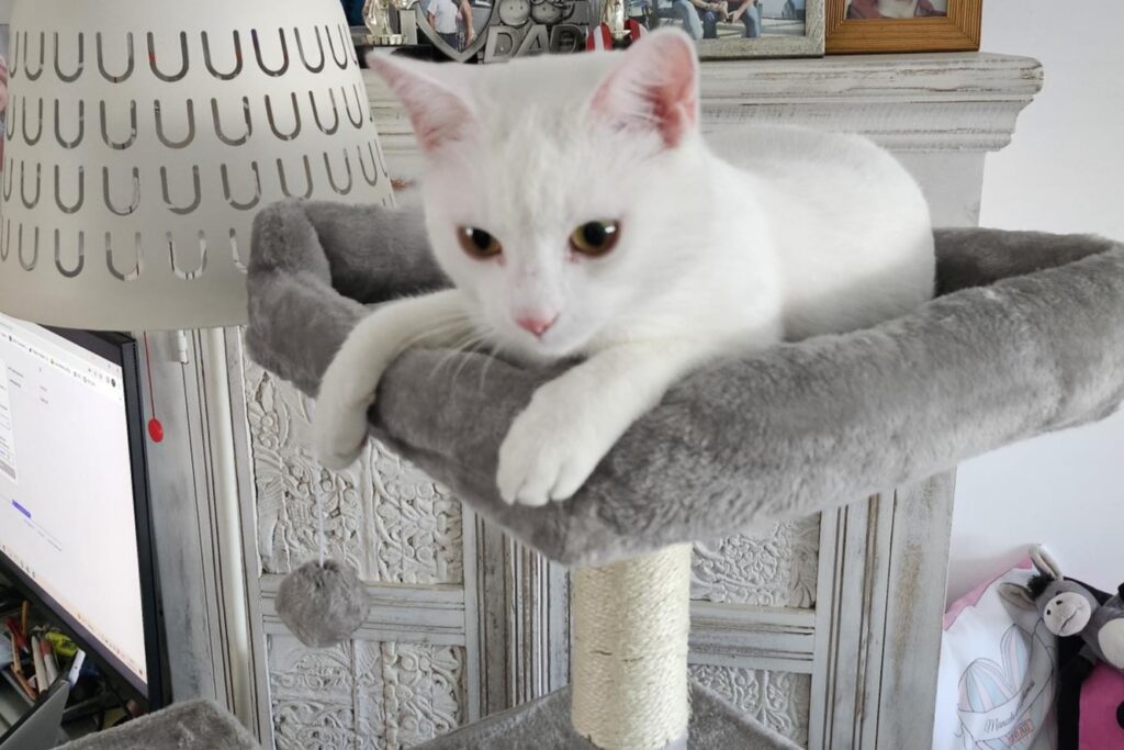Zuzu