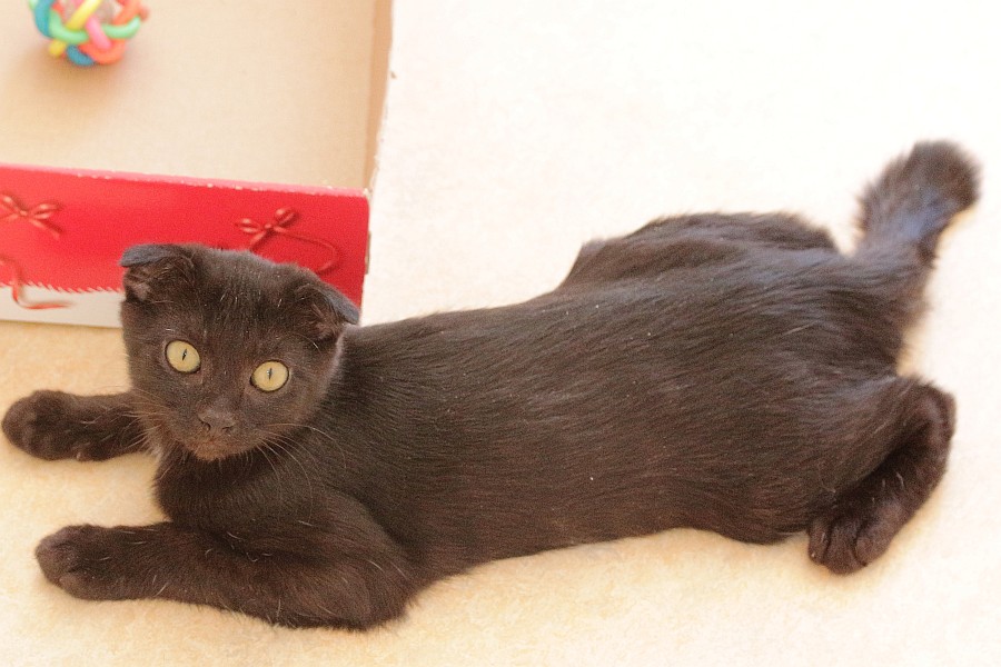 Blacky
