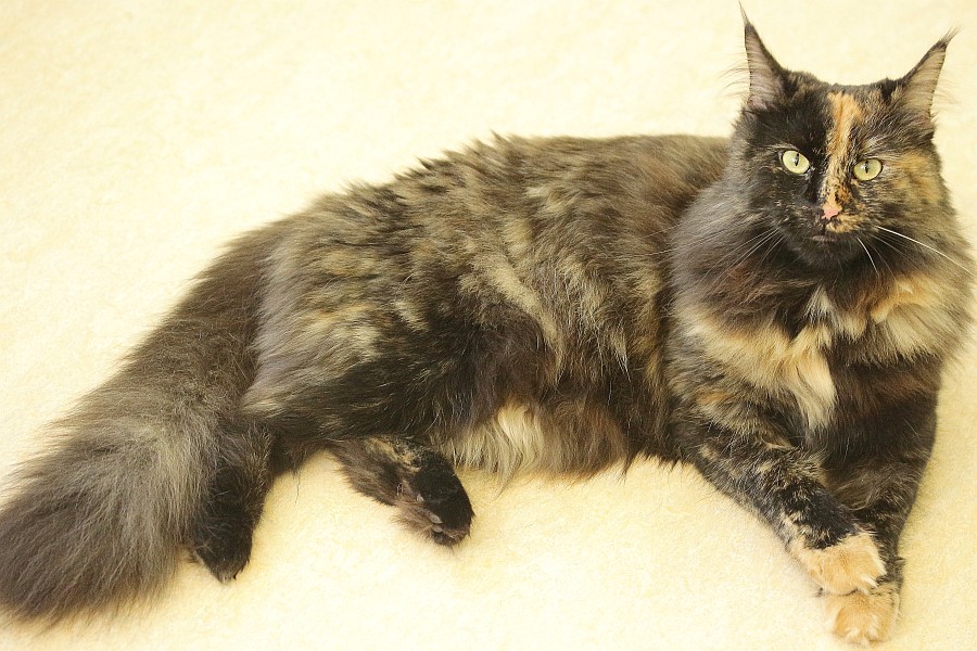 Mikita