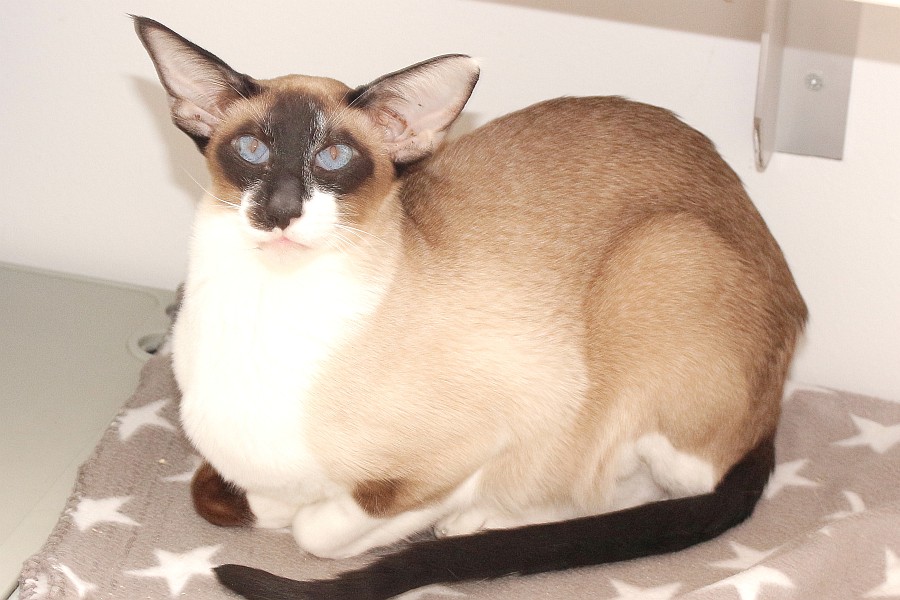 Schuschu