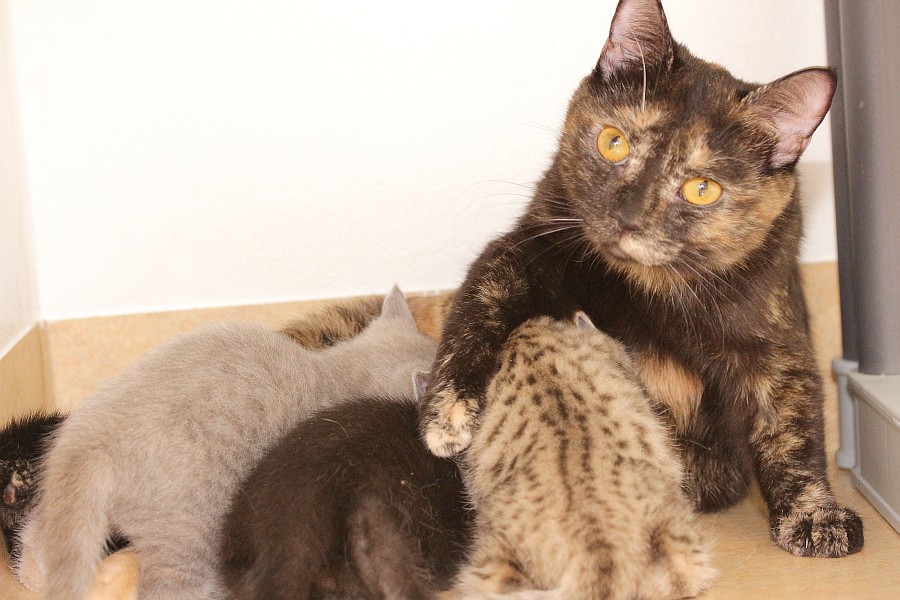 Bella und ihre Babys